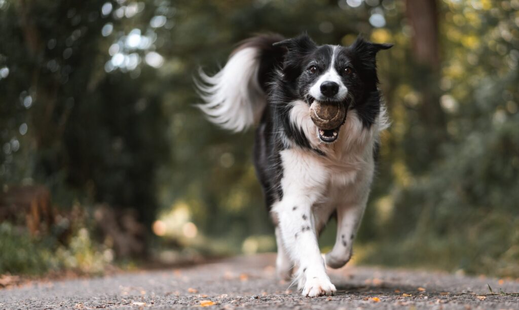 how to train a dog