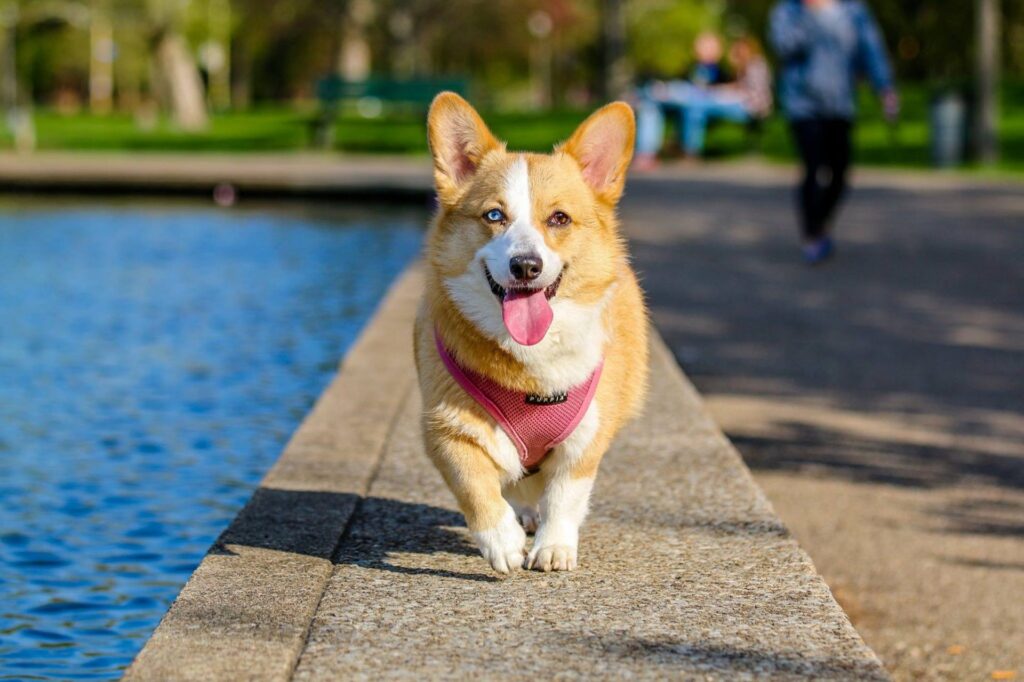 pet care tips
