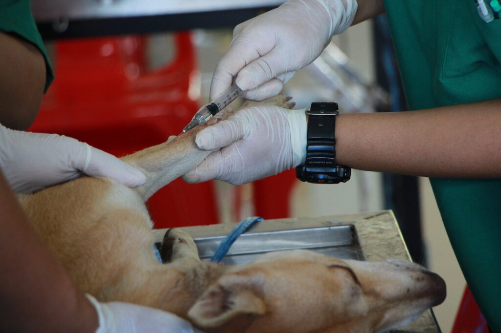 Puppy Vaccinations