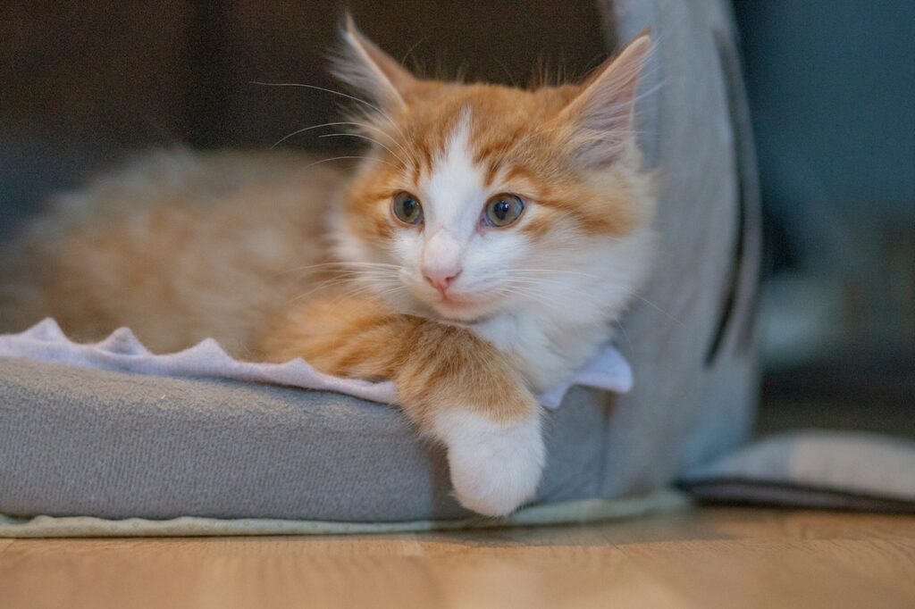 how to take care of cat