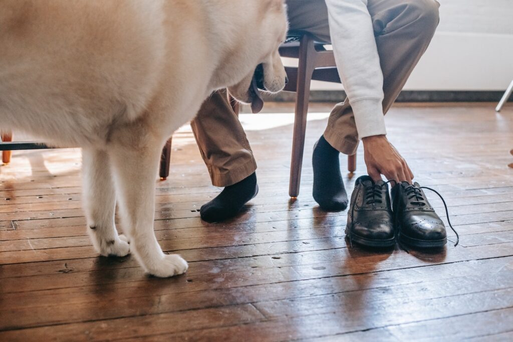 pet proofing your home