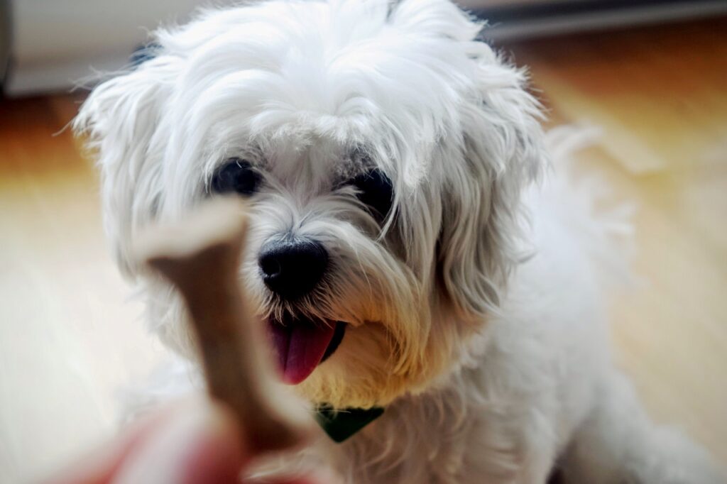 Shih tzu puppy