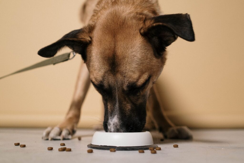 dog's diet