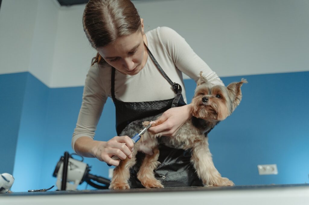 Importance of Pet Grooming