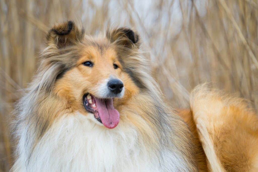 How to Calm a Panting Dog