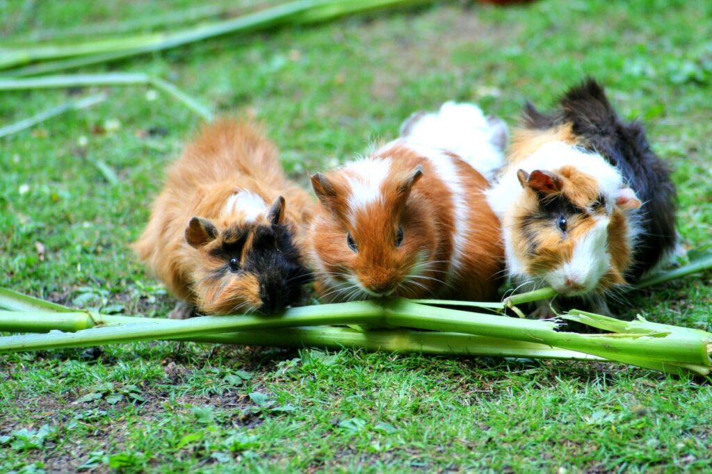 guinea pig care
