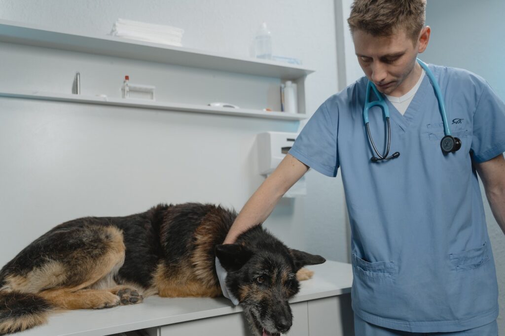 Pet First Aid