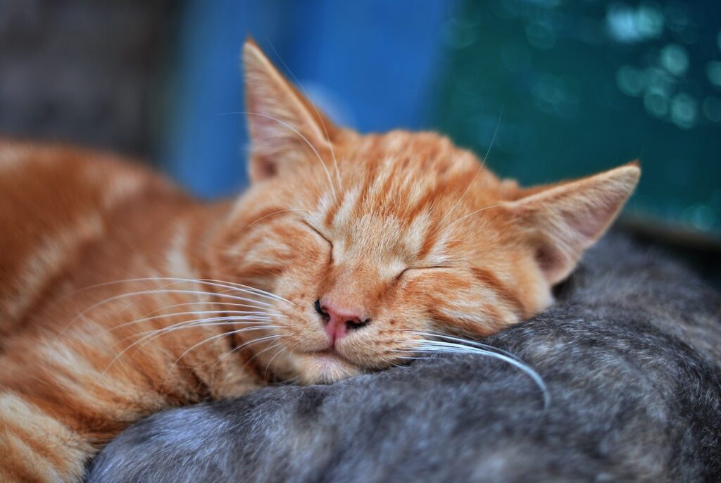 why do cats sleep so much