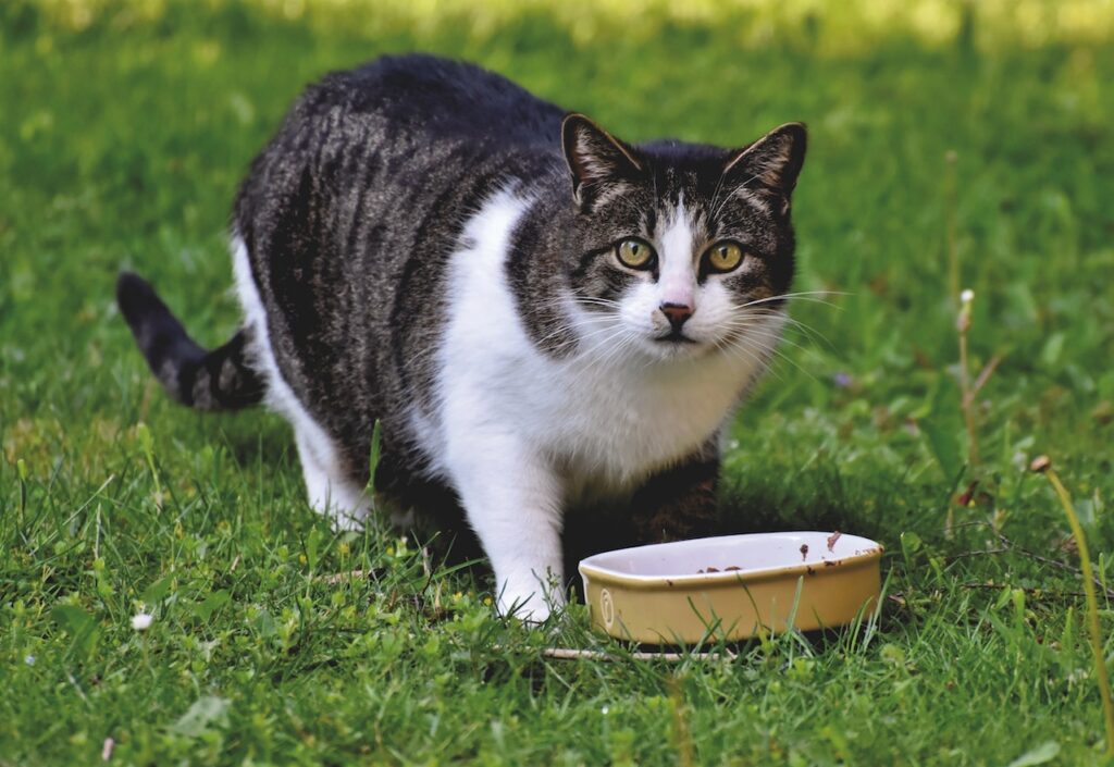 what human food can cats eat