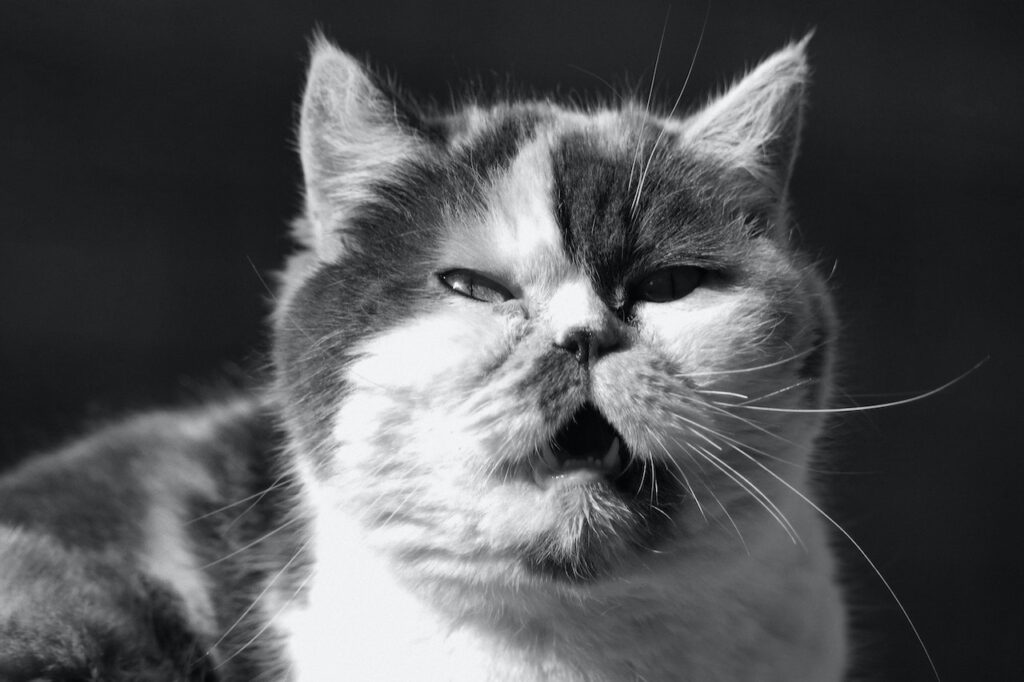pet allergy symptoms