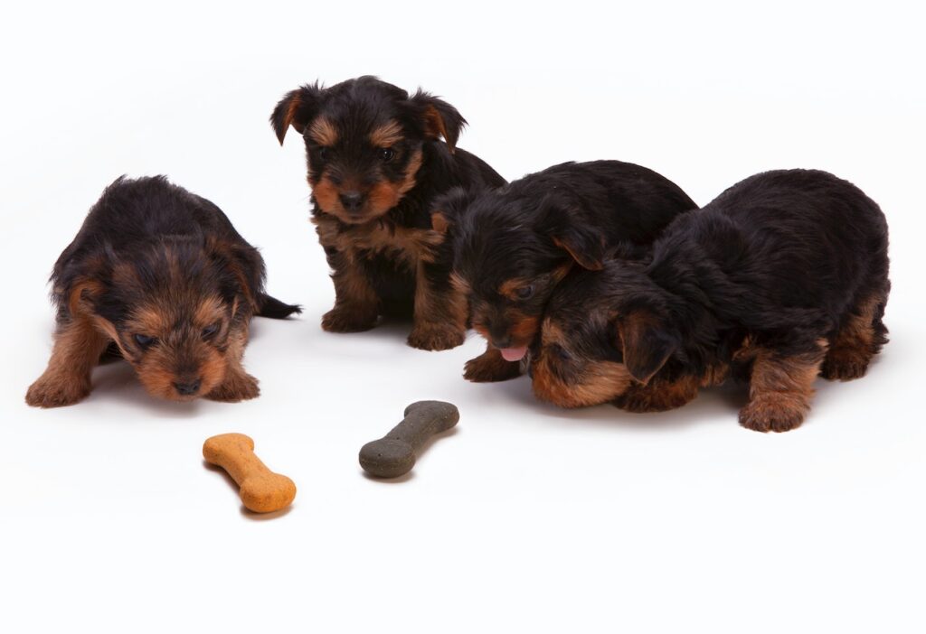 dog gut health