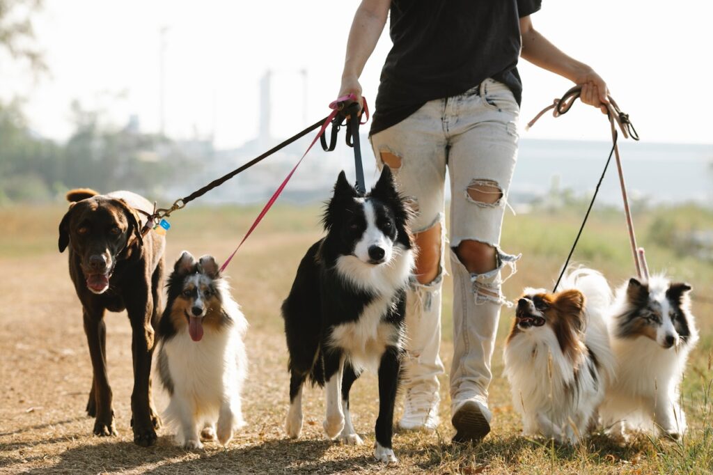 "Discover the ultimate list of Enrichment Activities for dogs! Unleash joy and happiness in your furry friend's life with our Top 5 Enrichment Activities for Dogs