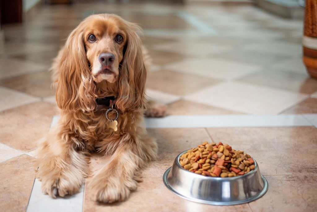The Ultimate Guide to Choosing Healthy Dog Food