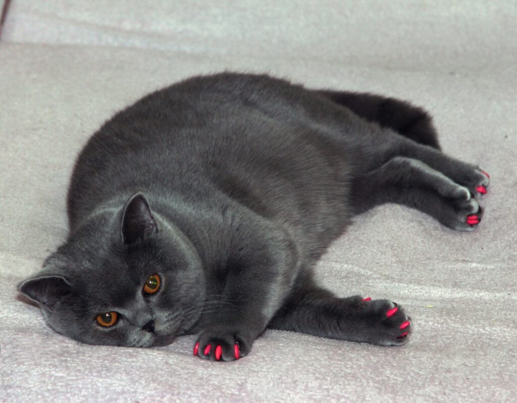 How to Tell if You have an Obese Cat