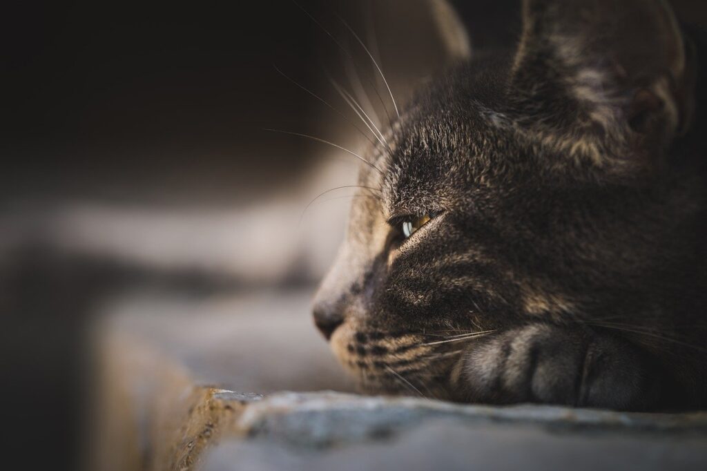 Pet Euthanasia: What to Expect and How to Cope