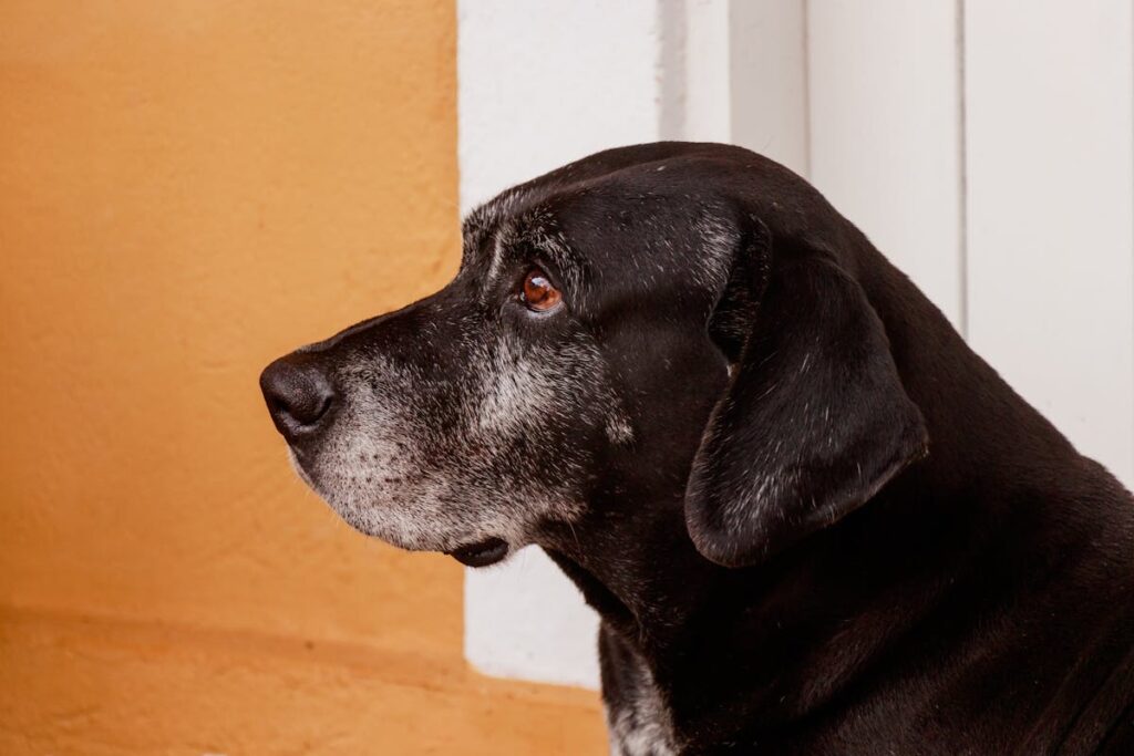 keeping senior pets active with gentle exercises to keep them moving