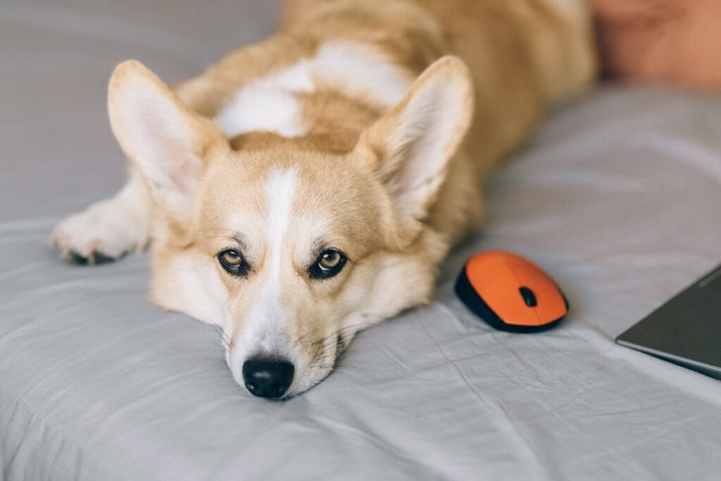 Seasonal Allergies in Pets and Why Your Dog or Cat is Itching More Than Usual