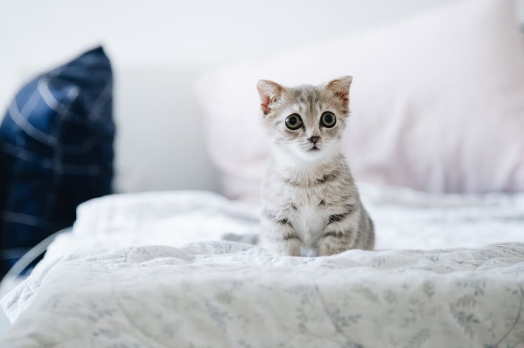 The One Vaccine Most Indoor Cats Are Missing