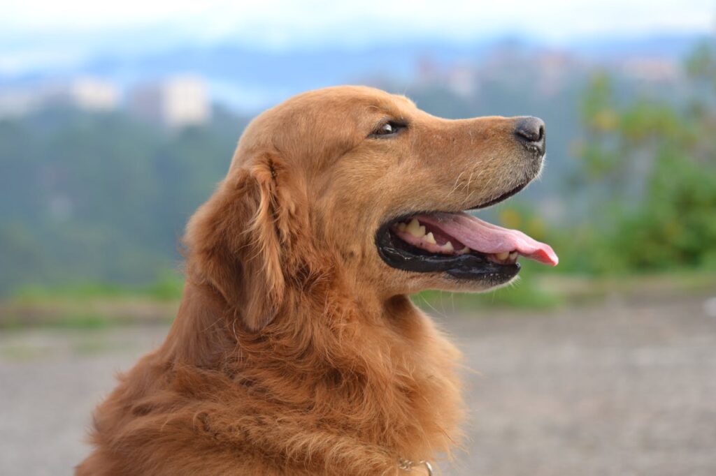 Vaccination Protocols for Adult Pets: What Every Owner Should Know