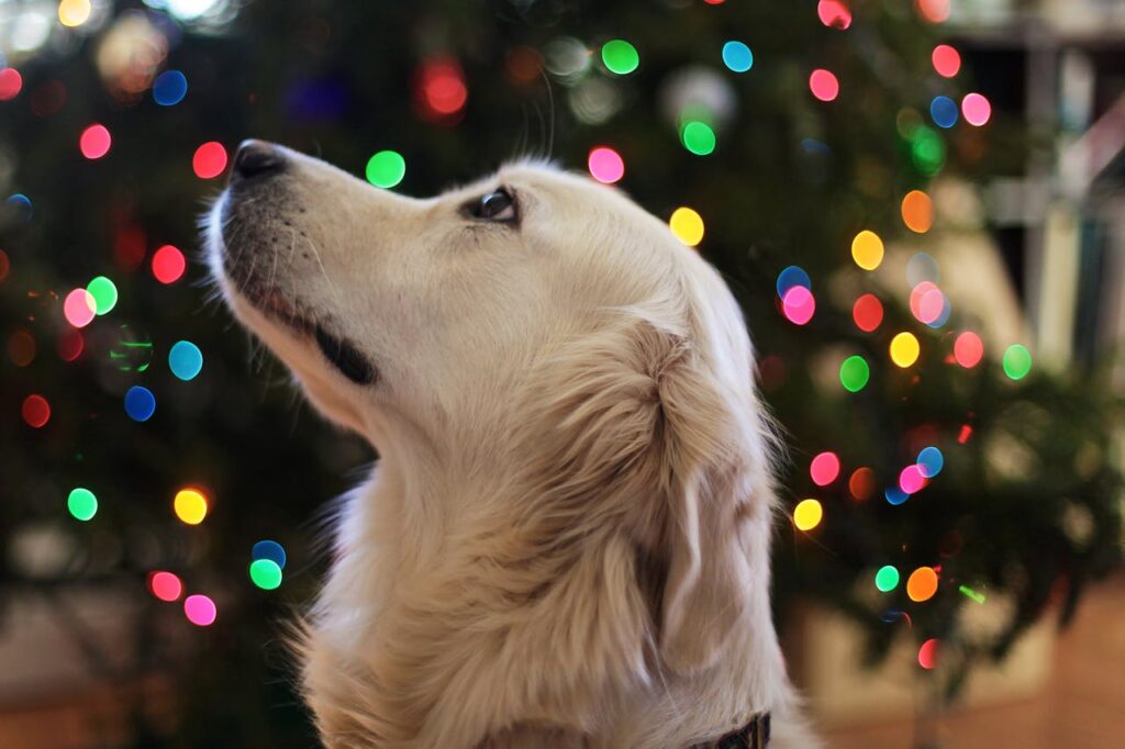 Introducing a New Pet to Your Home: Tips for a Smooth Transition
