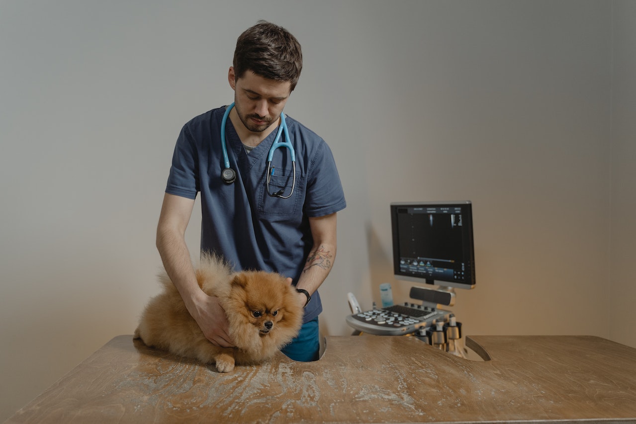 flea treatment for dogs