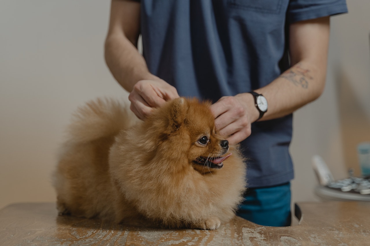 How To Get Rid of Fleas On Dogs