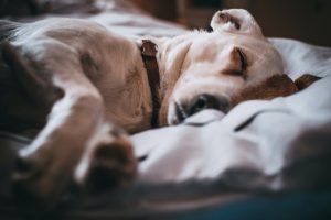 can dogs get sick from humans