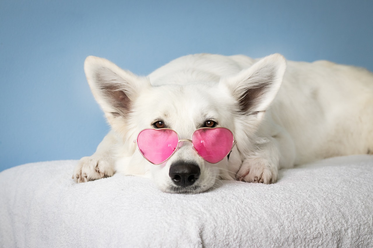 dogs with least health problems