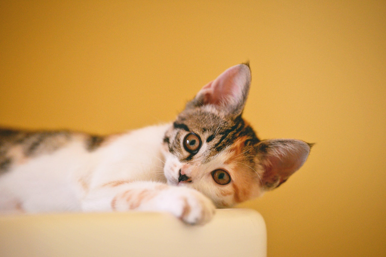 Exploring the 5 Most Common Cat Breeds