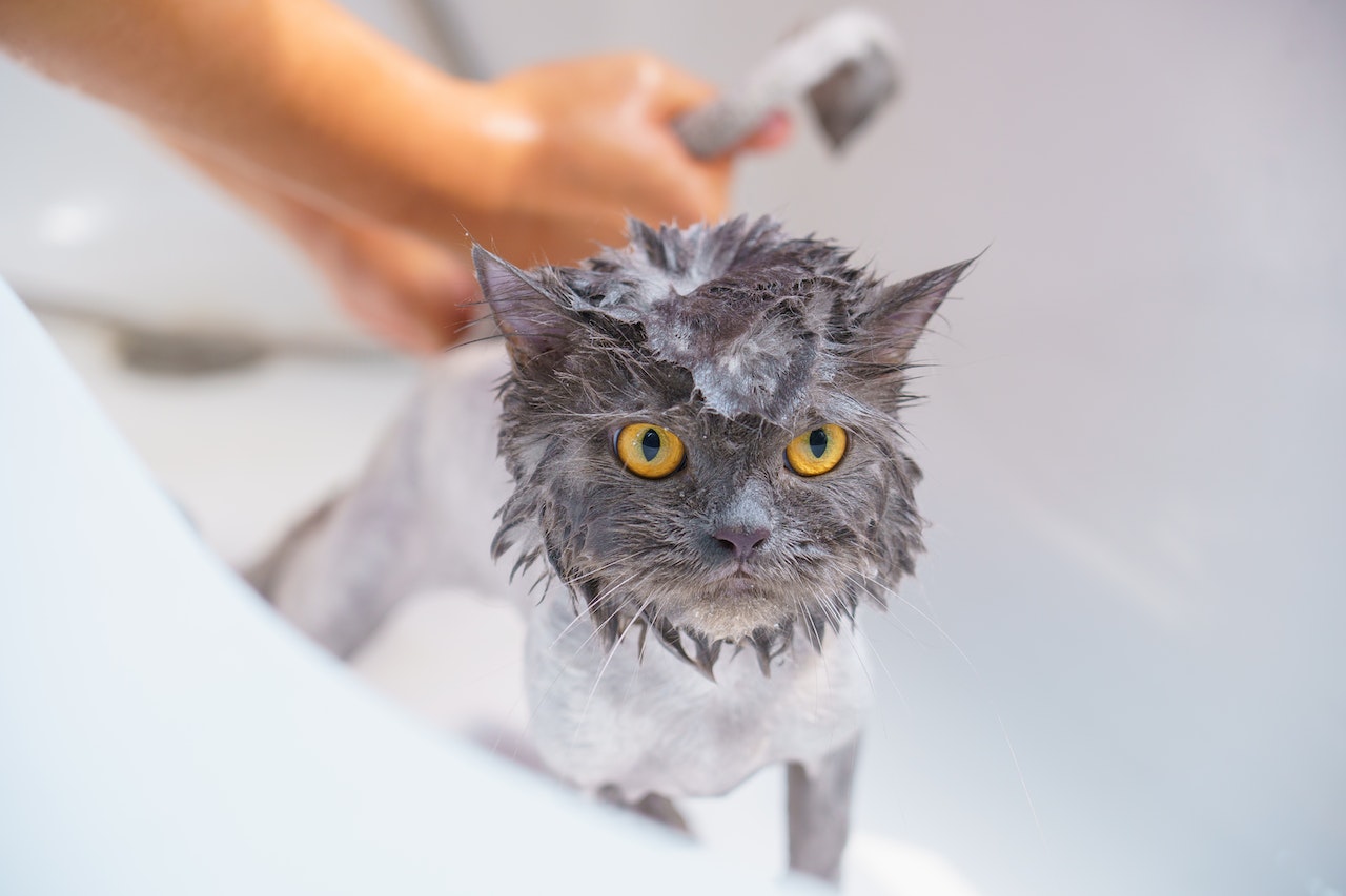 how to bathe a cat