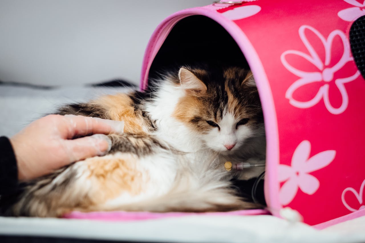 spaying a cat