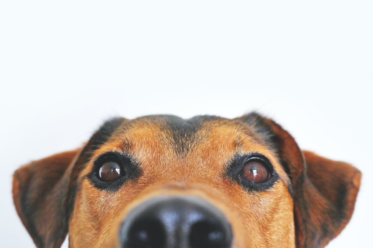 pet allergy symptoms