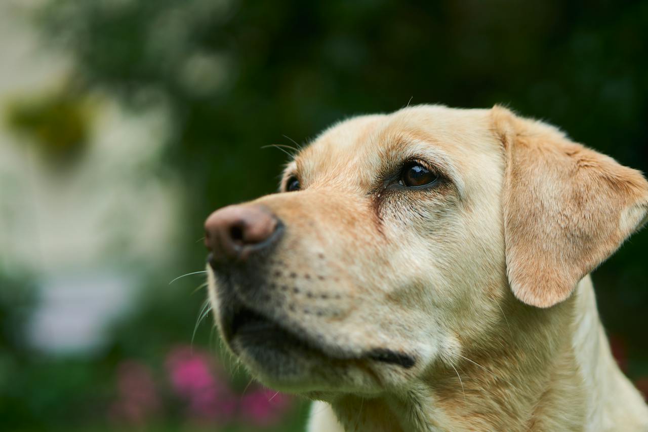 Top 5 Dog Breeds that Make Perfect Playmates for Kids