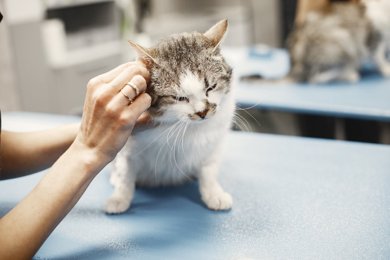 Debunking Myths: Why do Indoor Cats Need Vaccines