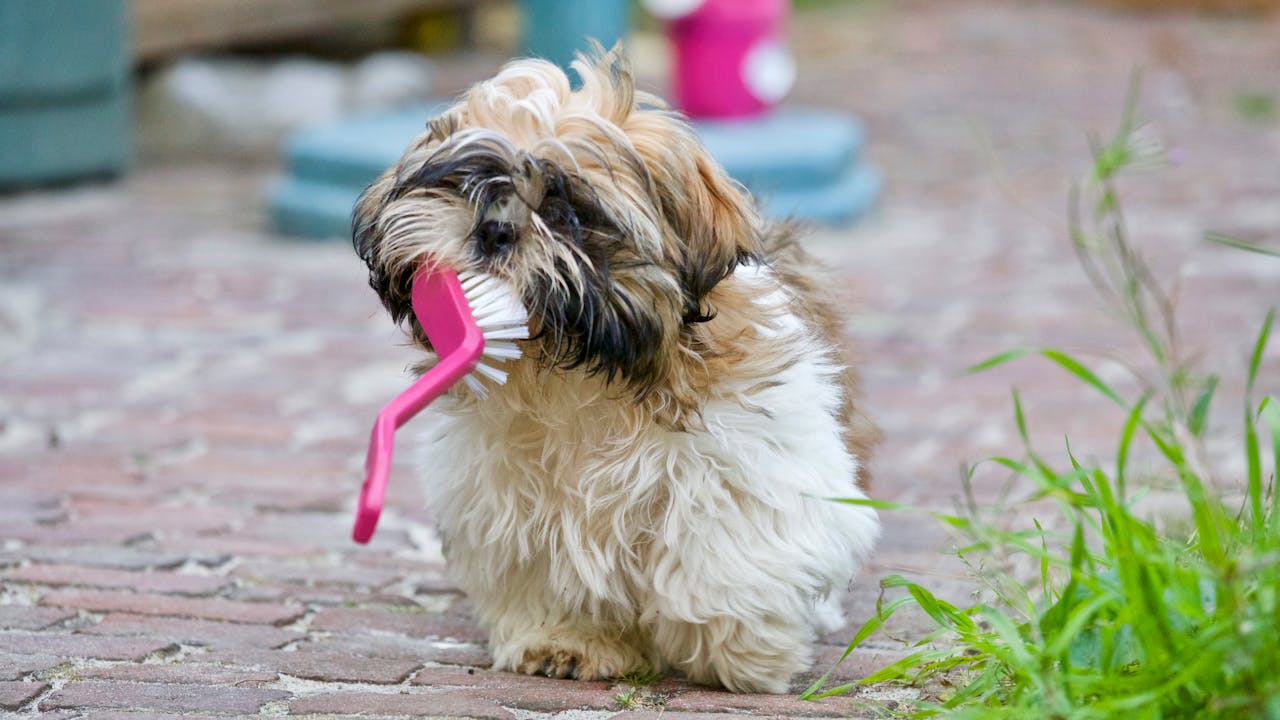 Dental Health Awareness Month: The Importance of Pet Dental Care