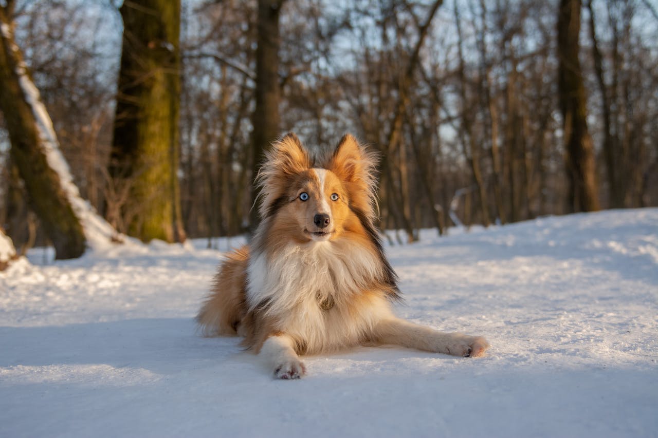 Addressing Common Concerns About Spaying: Myths vs. Facts for Spayed Dogs