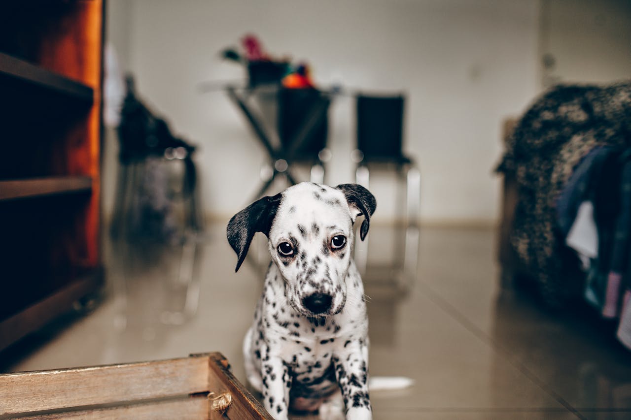 Managing Separation Anxiety in Dogs: Tips for Pet Owners