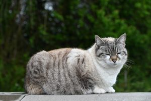 Is Your Cat's Weight Healthy? A Guide to Feline Fitness