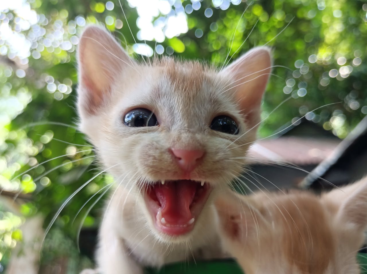 The Importance of Cat Gum Health: Preventing Gum Diseases