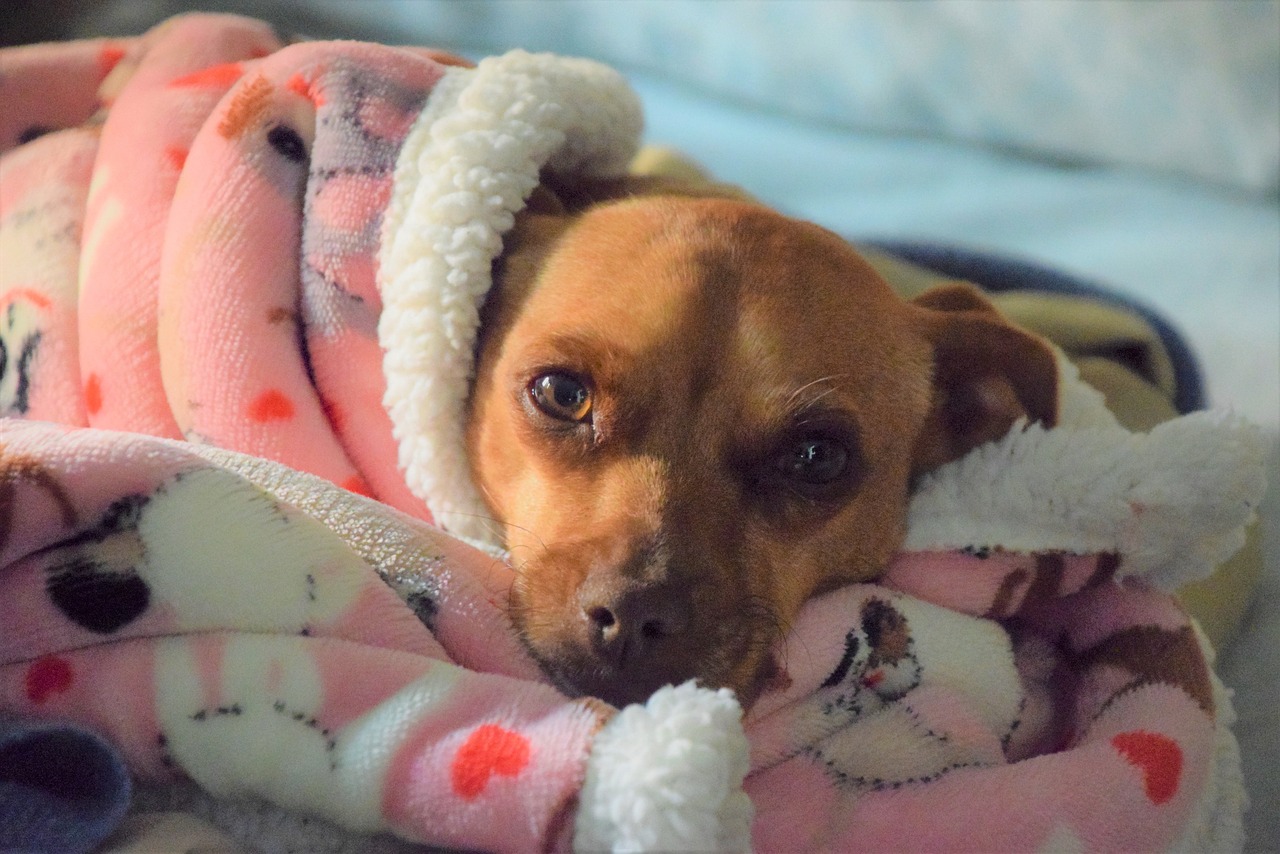 What is the Importance of Dog Vaccinations?
