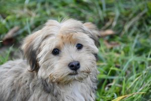 Understanding Common Health Issues in Small Dog Breeds