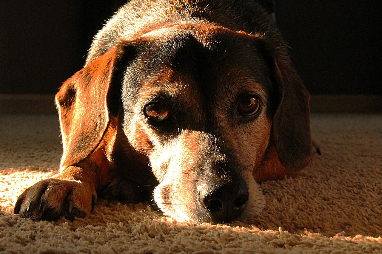 Caring for Senior Pets: Special Considerations and Tips