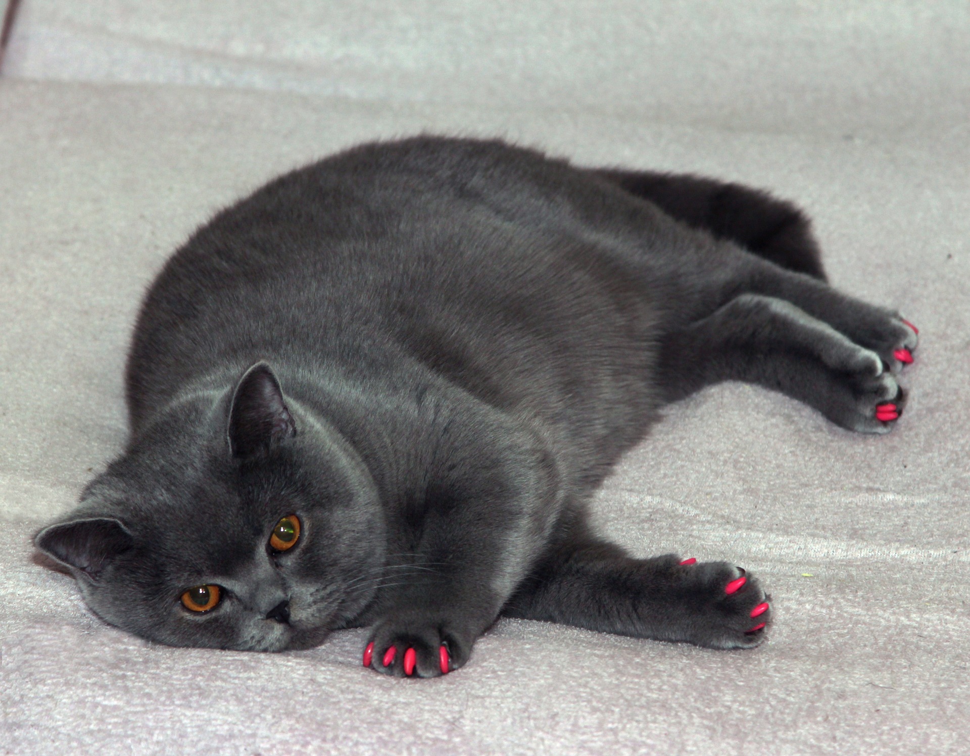 How to Tell if You have an Obese Cat