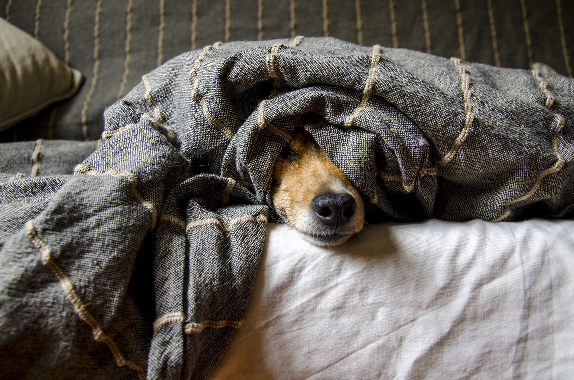 Veterinary Care for Dogs with Asthma: What to Expect