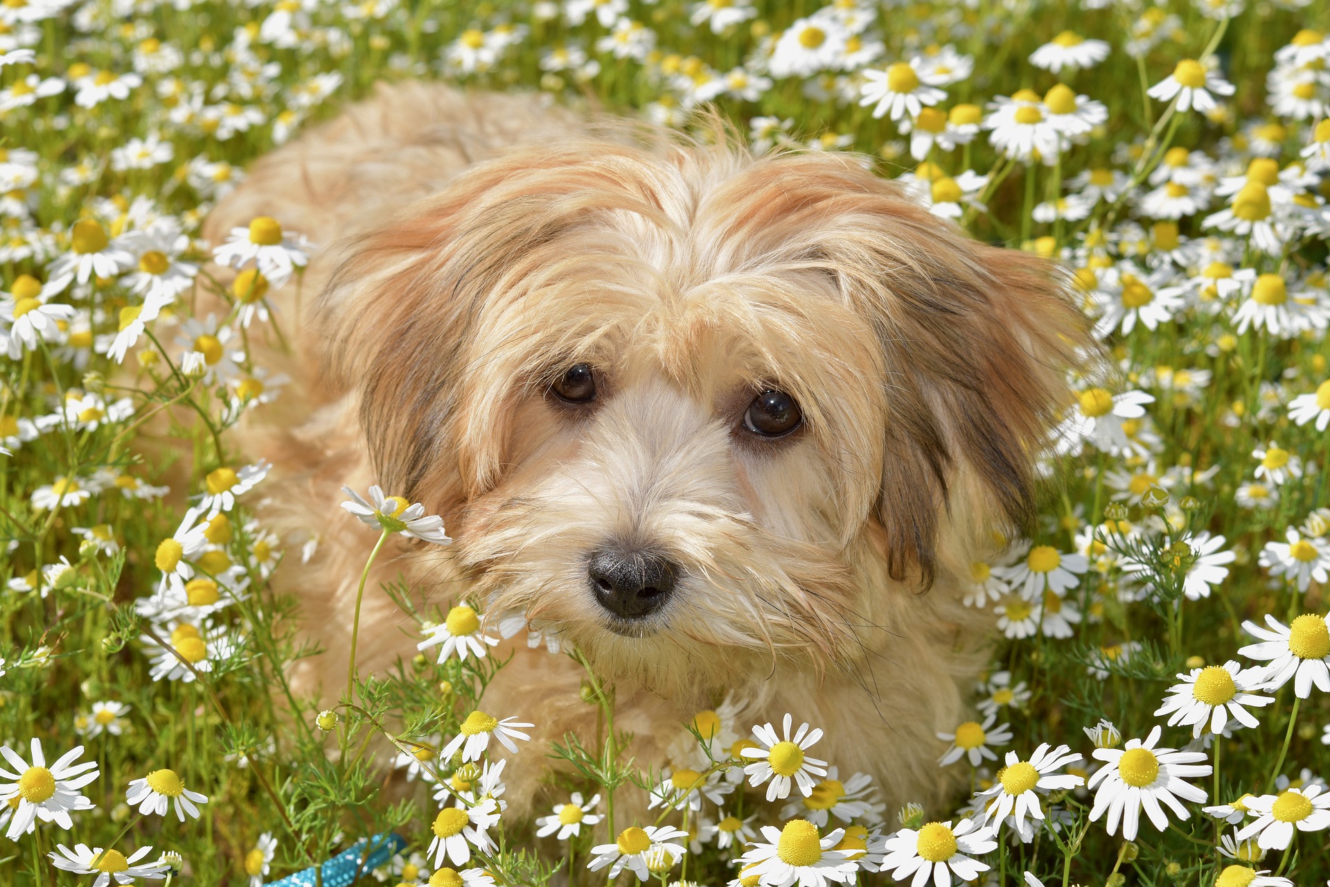Havanese Dog Breed Health Concerns: What Every Owner Should Know