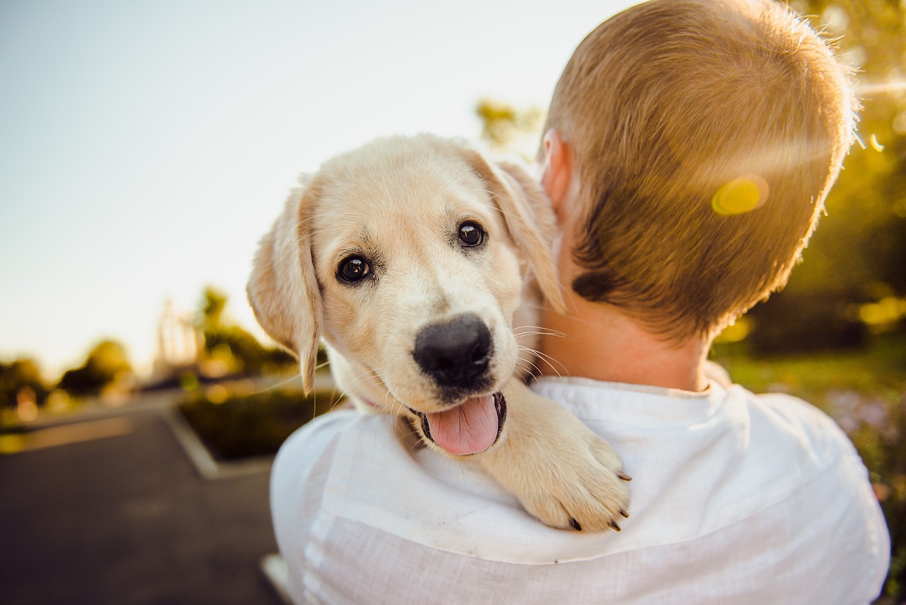 golden labrador retriever