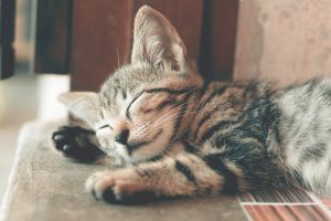 Feline Cystitis: What It Is and How to Help Your Cat Feel Better