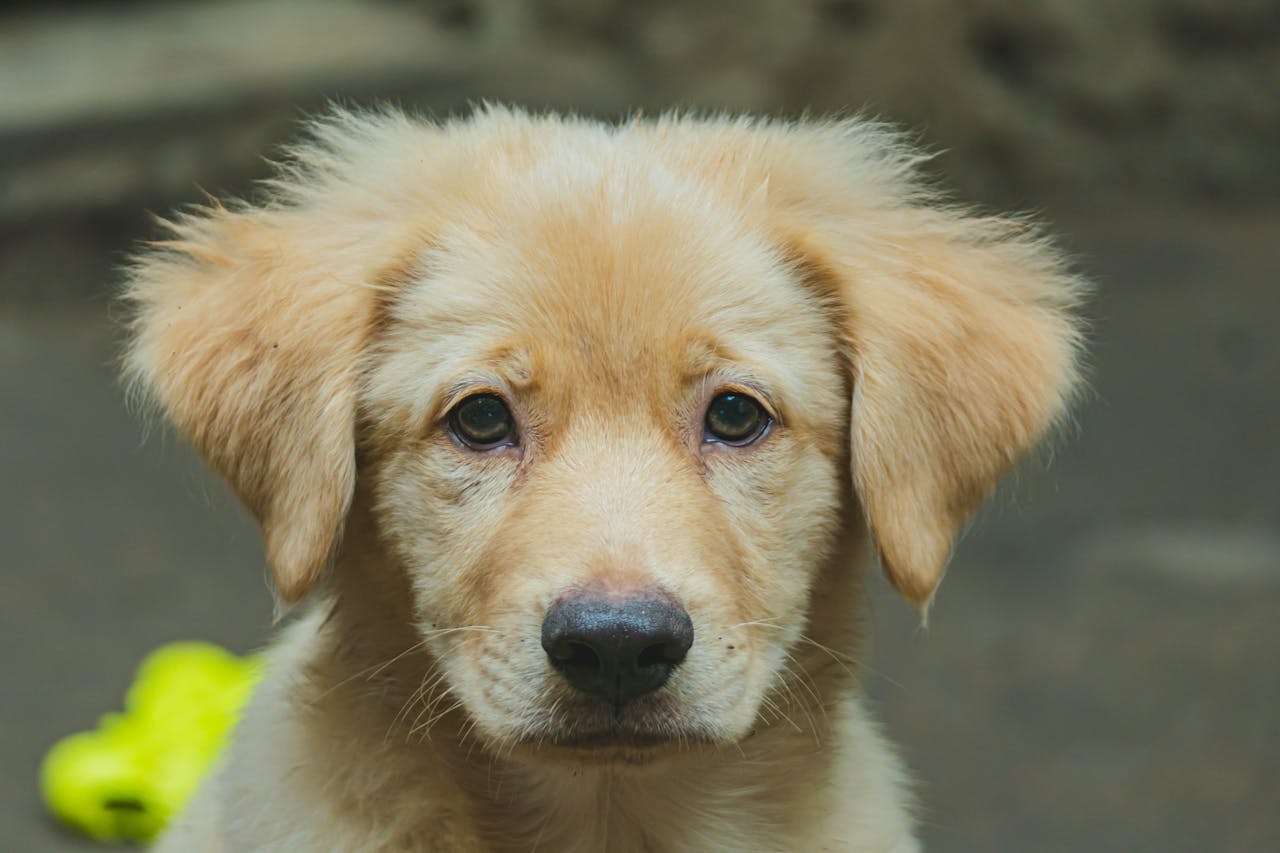 what to do in a pet emergency: knowing when to seek immediate care