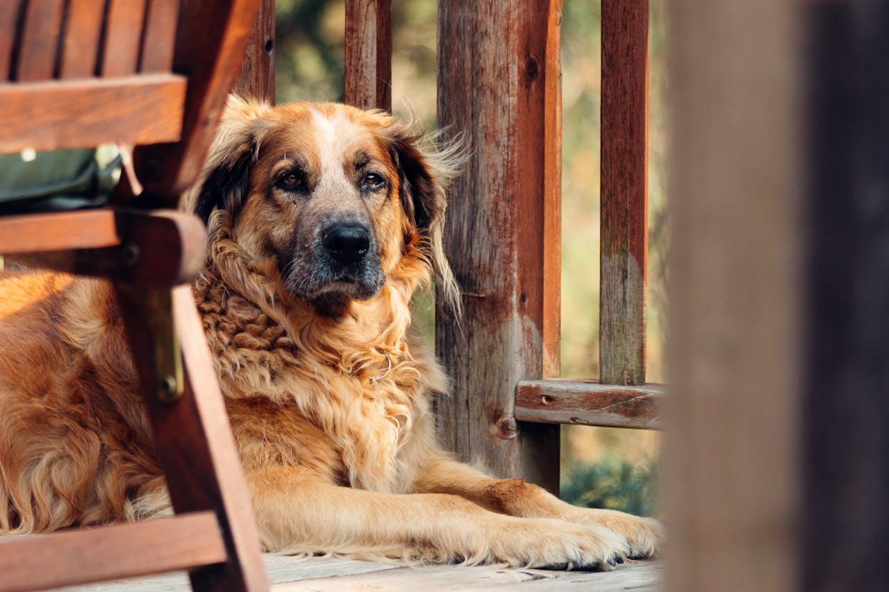 Feeding Your Senior Pet: Tips for a Healthier, Longer Life