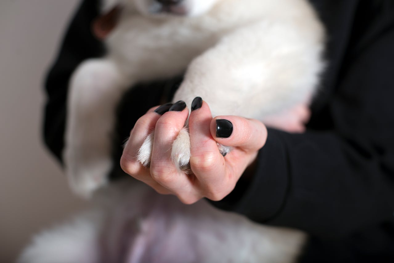 The Benefits of Regular Sedated Nail Trims for Pets Who Are Nervous